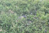 Homem é encontrado morto em terreno na avenida Autaz Mirim