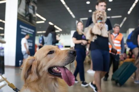 Convívio com animais traz benefícios à saúde física e mental do tutor