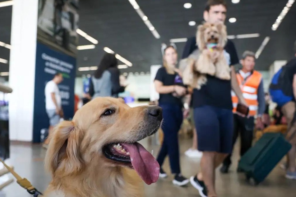 Convívio com animais traz benefícios à saúde física e mental do tutor Convívio com animais traz benefícios à saúde física e mental do tutor