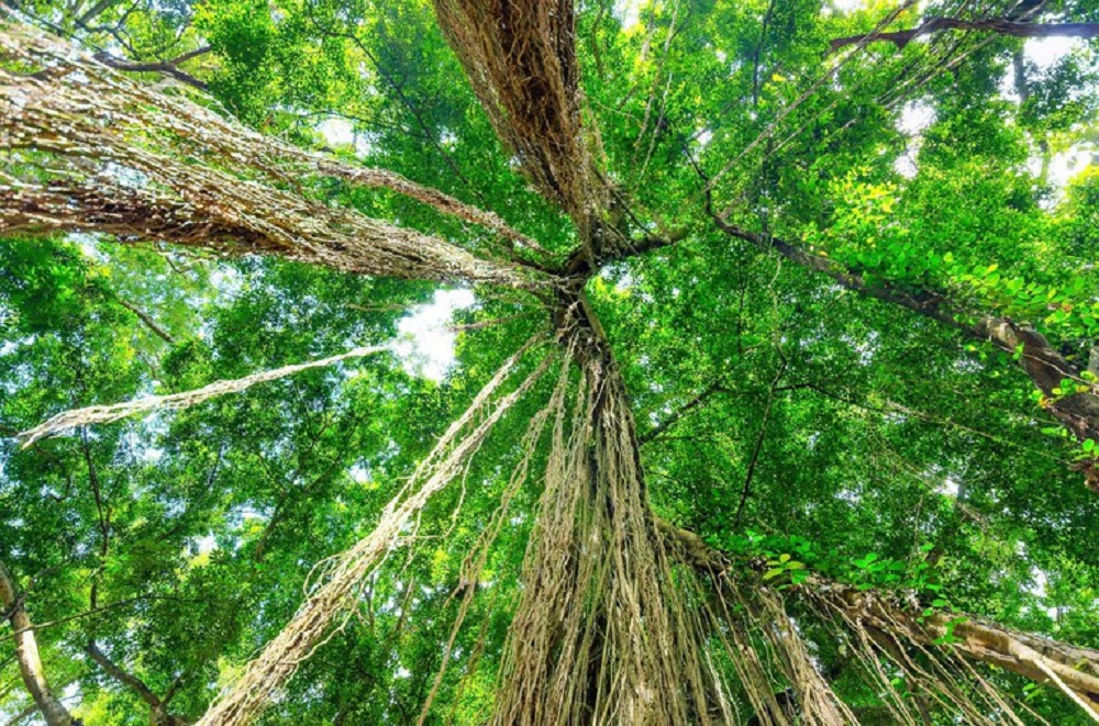 Bancos p&uacute;blicos e BID anunciam financiamento da sustentabilidade na Amaz&ocirc;nia