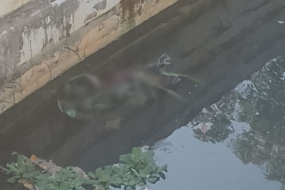 Corpo de homem é encontrado com mãos amarradas em igarapé de Manaus Corpo de homem é encontrado com mãos amarradas em igarapé de Manaus