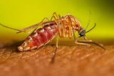 Brasil tem duas mortes confirmadas por febre oropouche