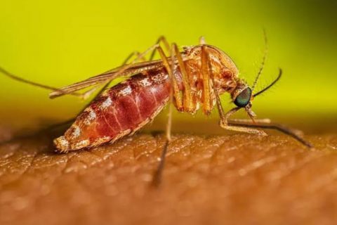 Brasil tem duas mortes confirmadas por febre oropouche