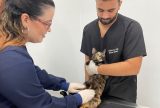 Campanha 'Julho Dourado' alerta tutores para importância da vacinação e check-ups dos pets