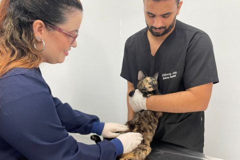 Campanha 'Julho Dourado' alerta tutores para importância da vacinação e check-ups dos pets