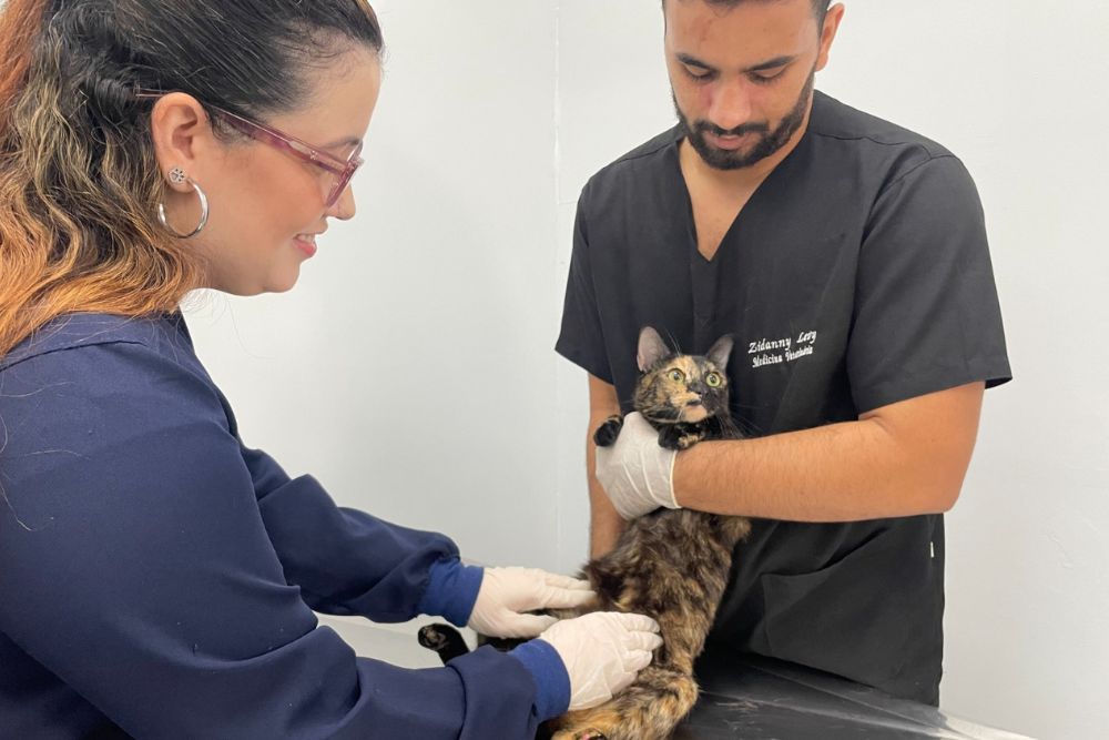 Campanha 'Julho Dourado' alerta tutores para importância da vacinação e check-ups dos pets Campanha 'Julho Dourado' alerta tutores para importância da vacinação e check-ups dos pets