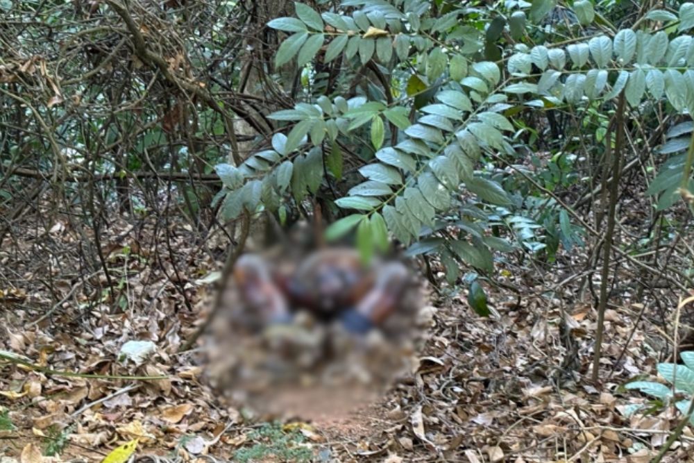 Corpo decapitado &eacute; encontrado em &aacute;rea de mata no bairro do Santo Ant&ocirc;nio