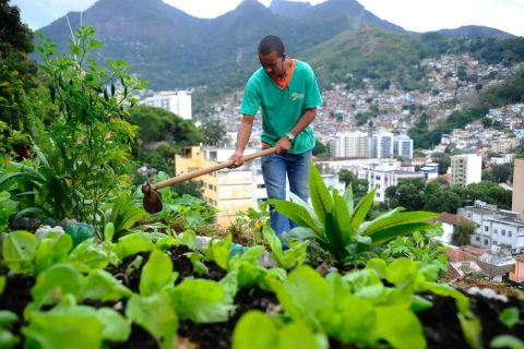 Nova lei pretende estimular a produção de alimentos nas cidades