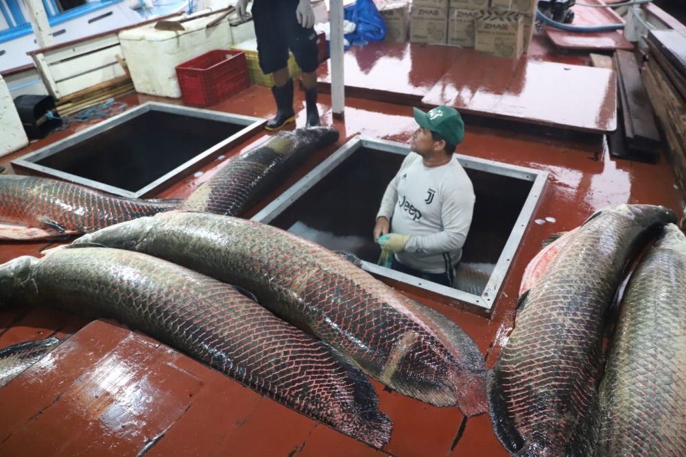Pescadores de Tapauá iniciam pesca anual de pirarucu com 65 toneladas de peixes capturados Pescadores de Tapauá iniciam pesca anual de pirarucu com 65 toneladas de peixes capturados