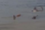 Canoeiro encontra corpo boiando em rio nas proximidades de Alvarães