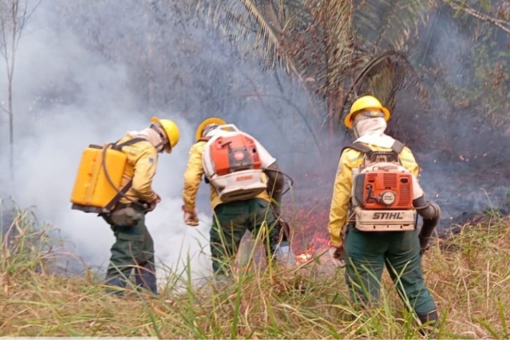 Ibama atua contra queimadas e inc&ecirc;ndios florestais no sul do Amazonas
