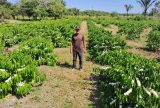 São Sebastião do Uatumã deve produzir 1,2 tonelada de café em 2024
