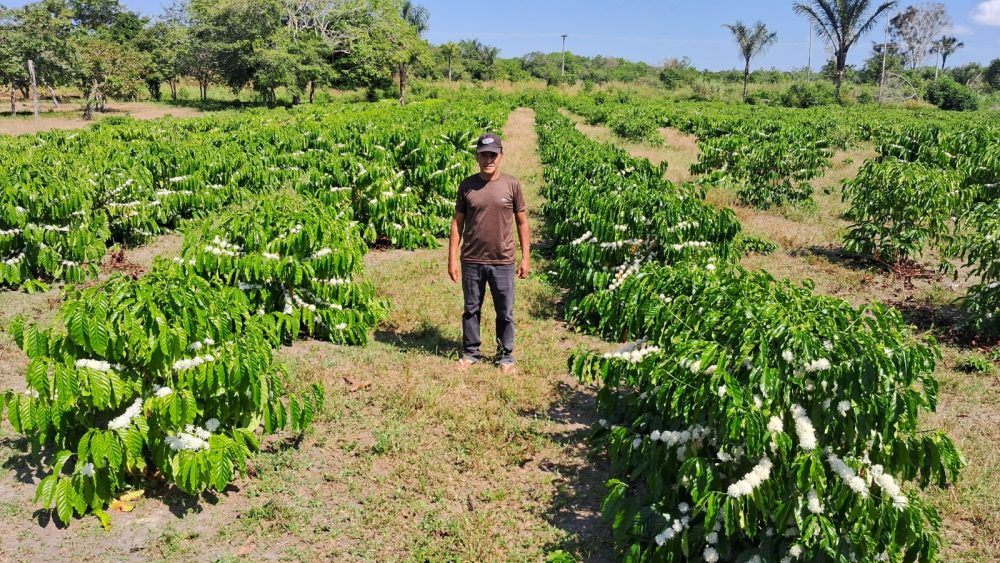 São Sebastião do Uatumã deve produzir 1,2 tonelada de café em 2024 São Sebastião do Uatumã deve produzir 1,2 tonelada de café em 2024