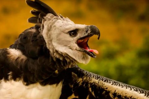 Fenômenos naturais põem em risco de extinção quase 4 mil espécies