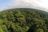 Dia da Amazônia: Especialista destaca relevância de conservar a maior floresta tropical do planeta