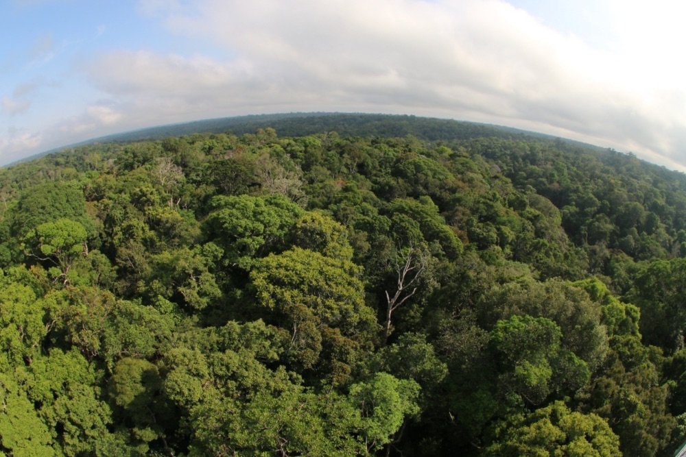 Desmatamento cai 46,9% no Amazonas em um ano, aponta Inpe Desmatamento cai 46,9% no Amazonas em um ano, aponta Inpe