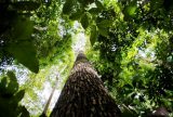 Saiba como títulos verdes possibilitam reflorestamento na Amazônia
