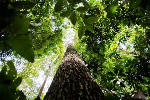 Saiba como títulos verdes possibilitam reflorestamento na Amazônia