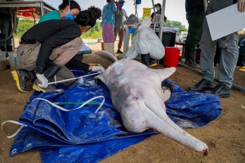 Estiagem: Operações de resgate tentam salvar vida de botos amazônicos