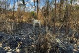 Pará decreta emergência ambiental e proíbe queimadas em todo o Estado