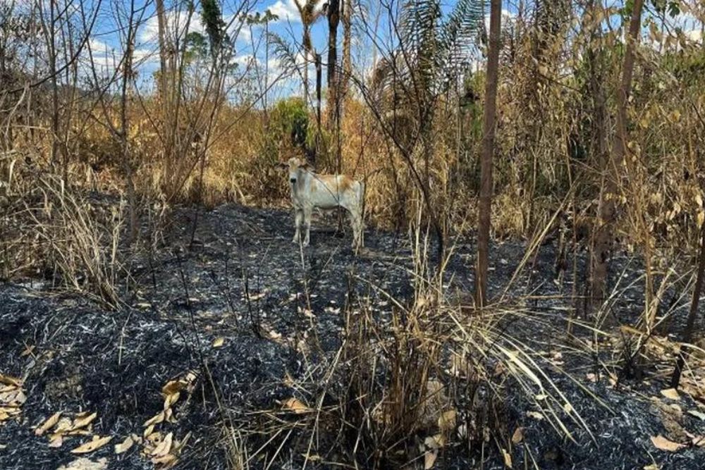 Par&aacute; decreta emerg&ecirc;ncia ambiental e pro&iacute;be queimadas em todo o Estado