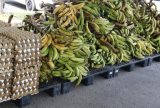 Sepror adquiriu 15 toneladas de alimentos da agricultura indígena no Amazonas