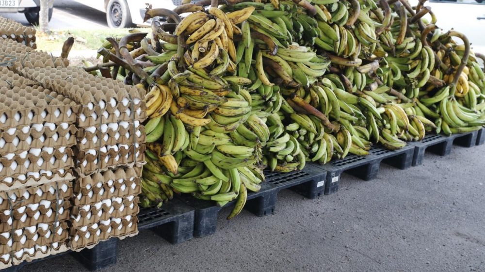 Sepror adquiriu 15 toneladas de alimentos da agricultura ind&iacute;gena no Amazonas