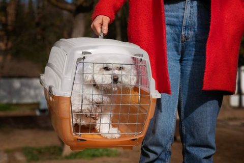 Senado debate projetos para transporte seguro de animais domésticos