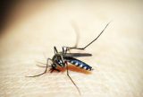 São Paulo registra primeira morte por dengue em 2025