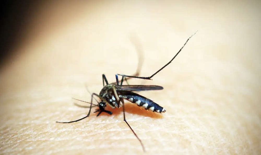 São Paulo registra primeira morte por dengue em 2025 São Paulo registra primeira morte por dengue em 2025