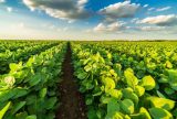 Amazonas encerra período de proibição de plantio e manutenção das plantas de soja vivas nesta terça-feira (10)