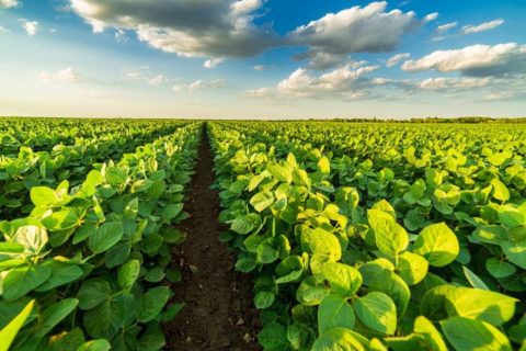 Amazonas encerra período de proibição de plantio e manutenção das plantas de soja vivas nesta terça-feira (10)