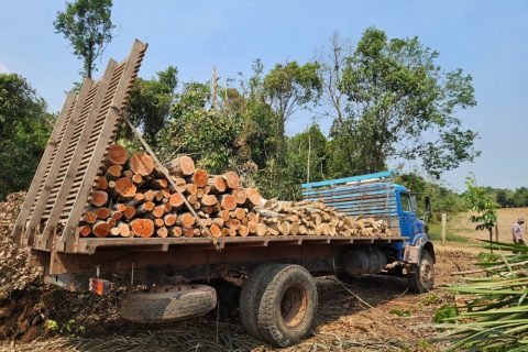 Dois homens são presos por desmatamento ilegal em área verde de Manacapuru