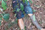 Corpo de homem é encontrado com bilhete em área de mata na rodovia AM-010