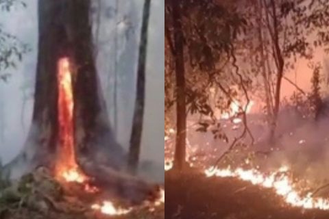 Incêndio de grandes proporções atinge área de mata na rodovia AM-070