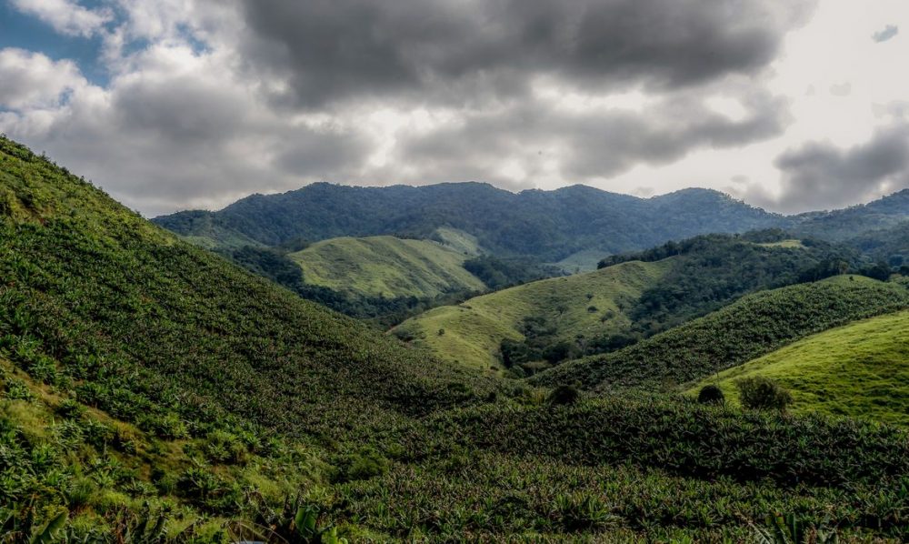 Opera&ccedil;&atilde;o contra o desmatamento da Mata Atl&acirc;ntica come&ccedil;a em 17 estados