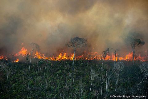 Manejo com fogo, contrafogo e queimada - saiba as diferenças