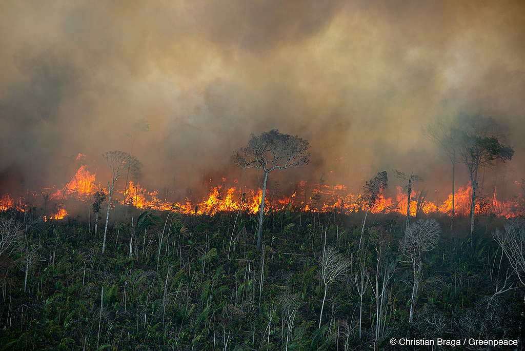 Manejo com fogo, contrafogo e queimada - saiba as diferen&ccedil;as