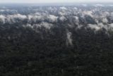 Emissão de gases do efeito estufa por queimadas na Amazônia cresce 60%