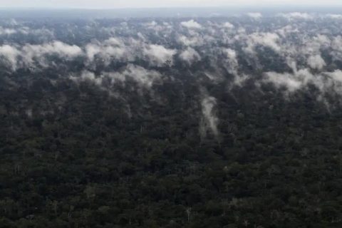 Emissão de gases do efeito estufa por queimadas na Amazônia cresce 60%