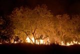 Ministro da Agricultura recebe representantes do Corpo de Bombeiros para discutir medidas de combate a queimadas