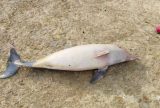 Seca atinge fauna e filhote de boto é encontrado morto no Lago Tefé 