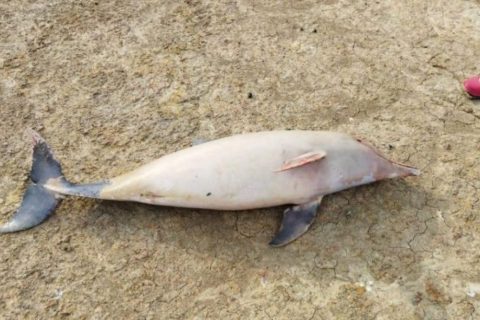 Seca atinge fauna e filhote de boto é encontrado morto no Lago Tefé 