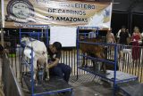 Sepror promove 1º Torneio Leiteiro de Caprinos durante Expoagro 2024