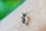 Infecções por Aedes aegypti representam ameaças para gestantes e recém-nascidos, alerta pesquisa