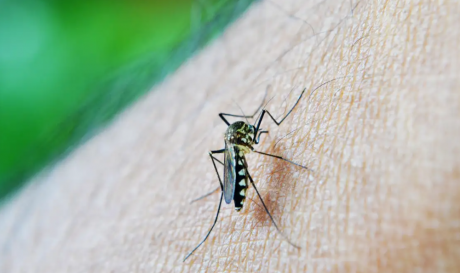 Infecções por Aedes aegypti representam ameaças para gestantes e recém-nascidos, alerta pesquisa