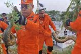 Sucuri-verde é resgatada no bairro Ponta Negra em Manaus