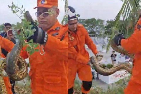 Sucuri-verde é resgatada no bairro Ponta Negra em Manaus
