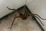 Picadas de aranhas são segunda causa de envenenamento no país
