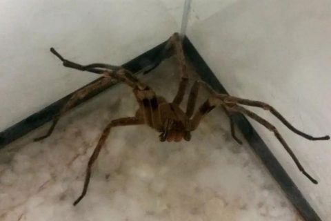Picadas de aranhas são segunda causa de envenenamento no país